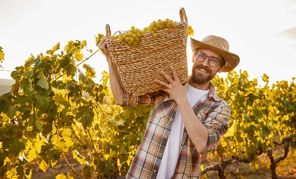 Cheerful male gardener with basket of grapes - Zdjęcie, obraz