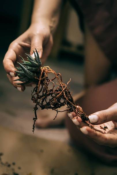 succulent transplant, holding roots close-up. - Valokuva, kuva