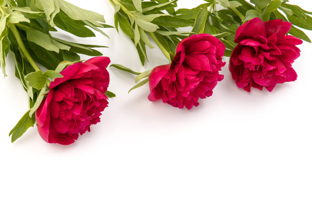 美しい赤い牡丹の花は白い背景に隔離されています。装飾のための低キー開花牡丹の絵.  - 写真・画像