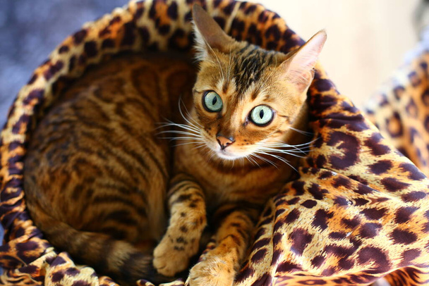 Красива екзотична кішка, крупним планом портрет
 - Фото, зображення