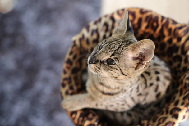 Schöne exotische Katze, Nahaufnahme Porträt - Foto, Bild