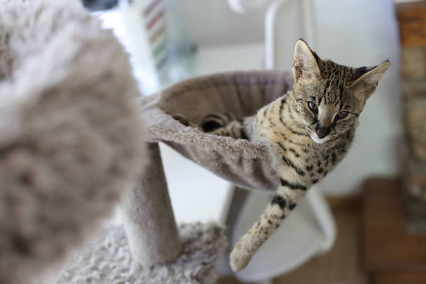 Όμορφη εξωτική γάτα, κοντινό πορτρέτο - Φωτογραφία, εικόνα
