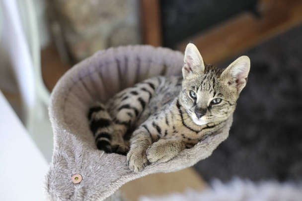 Beautiful exotic cat, closeup portrait - Photo, Image