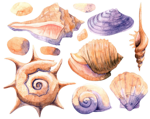Watercolor illustration with bright seashells. Collection of hand-drawn cozy elements for you design. - Φωτογραφία, εικόνα