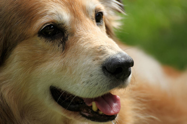 Porträt eines Mischlingshundes aus Rumänien, aufgenommen vom Tierschutzverein - Foto, Bild