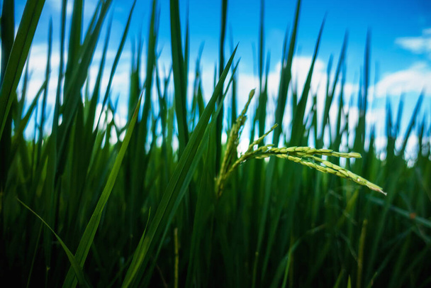 Pirinç tarlasında taze pirinç yetişiyor. - Fotoğraf, Görsel