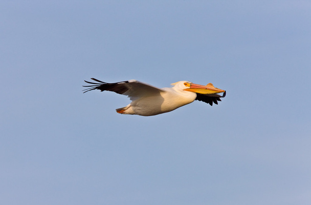 Pelícano blanco americano en vuelo - Foto, Imagen