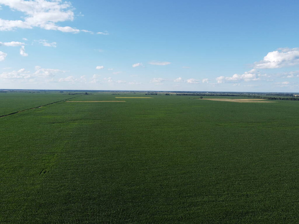 Hatalmas kukoricaföld egy napos nyári napon, légi kilátással. Kék ég a zöld gazdaság felett, táj. - Fotó, kép