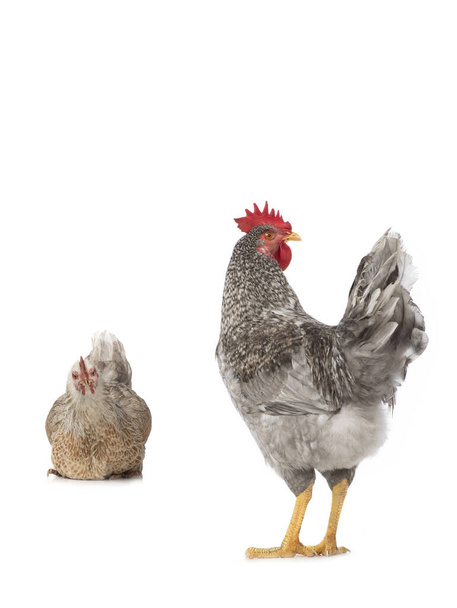 Gray rooster and hen isolated on white background. - Фото, изображение