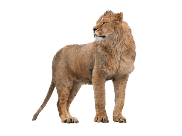 Lion isolated on white background in winter - Foto, Imagem