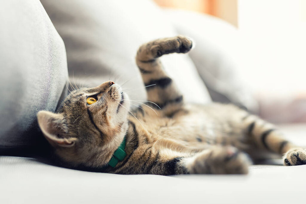 Χαριτωμένο μικρό παιχνιδιάρικο χνουδωτό μικρό tabby γάτα χαλαρωτικό απολαύσετε ξαπλωμένη, παίζοντας και ονειρεύεται σε ζεστή μαλακή πολυθρόνα στην πίσω αυλή σε ζεστά φώτα ηλιοβασίλεμα. Αστεία ευτυχισμένη κατοικίδιο ζώο που κοιμάται στον καναπέ στην αυλή - Φωτογραφία, εικόνα