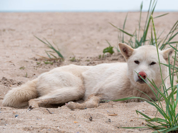 White dog with ticks on ears summer nature sand beach background. Animal fell insects. Puppy hair surface. Pet care, advertisind backdrop for treatments against flea on dog's coat. - Photo, Image