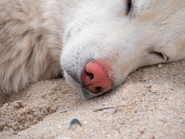 Белая собака с тигром на ушах на фоне песчаного пляжа летней природы. Животные падали насекомыми. Щенячья шерсть. Уход за животными, рекламный фон для лечения блох на пальто собаки. - Фото, изображение