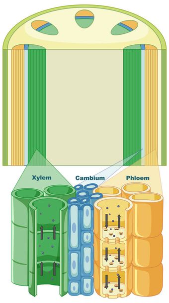 A növények érrendszerét bemutató ábra illusztráció - Vektor, kép