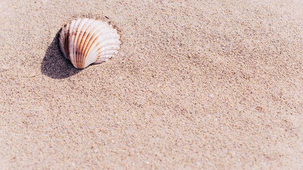 Kagylótenger kagylókkal, kagylók a homokos trópusi óceán partján. A nyári vakáció és az üzleti út koncepciójának másolata - Fotó, kép