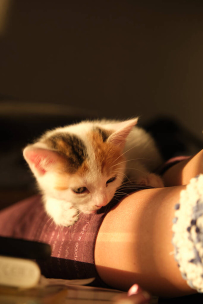 красивий триколор маленький домашній кошеня
 - Фото, зображення