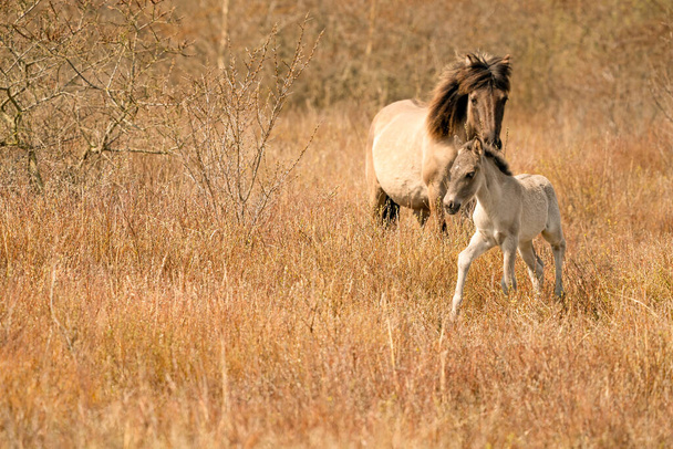 Mare e potro konik cavalo em uma reserva natural, Eles andam nas juncos dourados. Recém-nascido lidera o caminho - Foto, Imagem