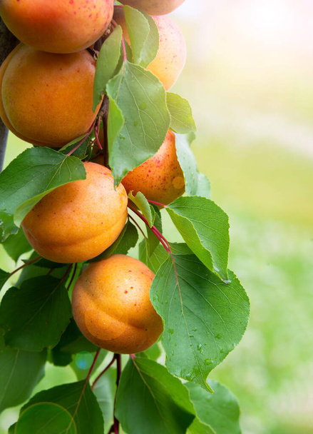Apricots growing on fruit tree - Photo, Image