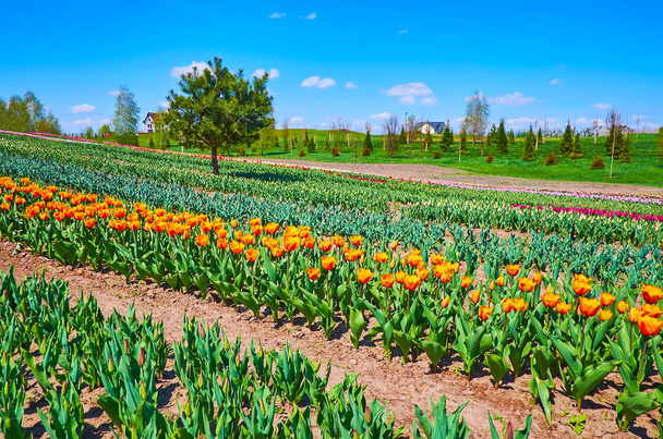 The tulip field with green plants, buds and blooming flowers of different colors, Dobropark arboretum, Kyiv Region, Ukraine - Φωτογραφία, εικόνα