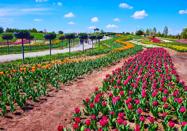 The rows of blooming colorful tulips of different species in Dobropark arboretum, Kyiv Region, Ukraine - Φωτογραφία, εικόνα