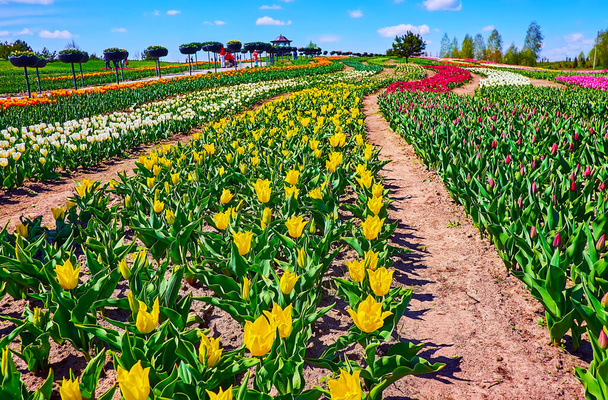 Enjoy the spring tulip bloom in the field of Dobropark arboretum, Kyiv region, Ukraine - Фото, изображение