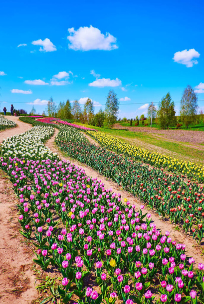 De schilderachtige kronkelende rijen felgekleurde bloeiende tulpen op het gebied van Dobropark arboretum, Kiev regio, Oekraïne - Foto, afbeelding