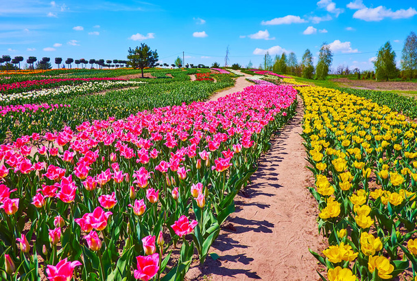 Walk between the rows of bright pink and yellow blooming tulips in the field of Dobropark arboretum, Kyiv region, Ukraine - Fotó, kép