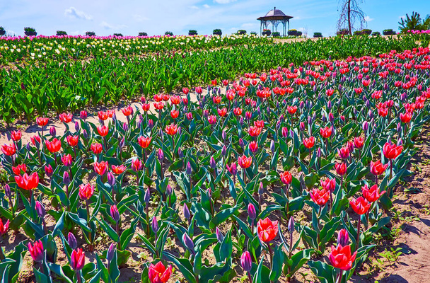 Enjoy romantic walk in a tulip field with a view on the blooming flowers of various colors and the small pavilion in background, Dobropark arboretum, Kyiv region, Ukraine - Φωτογραφία, εικόνα