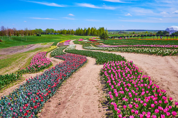 The bright sunny spring day is a perfect time to explore the blooming tulip field with colorful flowers, Dobropark arboretum, Kyiv region, Ukraine - 写真・画像