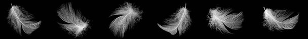 plumes blanches sur fond noir isolé - Photo, image