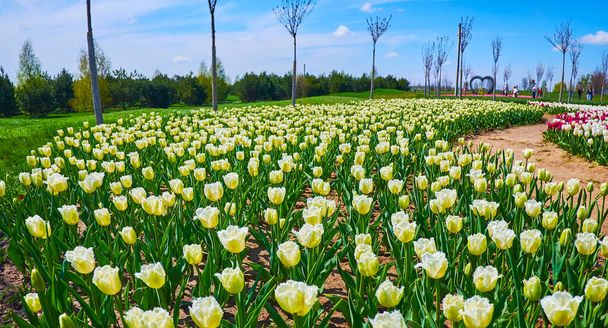 The scenic white-yellow blooming fringed tulips in the field of Dobropark Arboretum, Kyiv Region, Ukraine - Фото, изображение