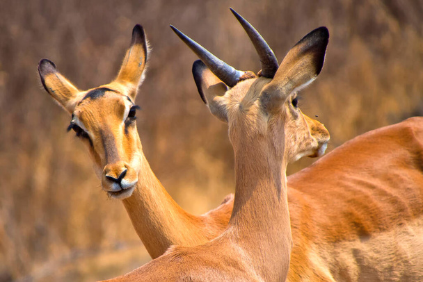 Impala, Aepyceros melampus melampus, Khama Rhino Sanctuary, Serowe, Botswana, África - Foto, imagen