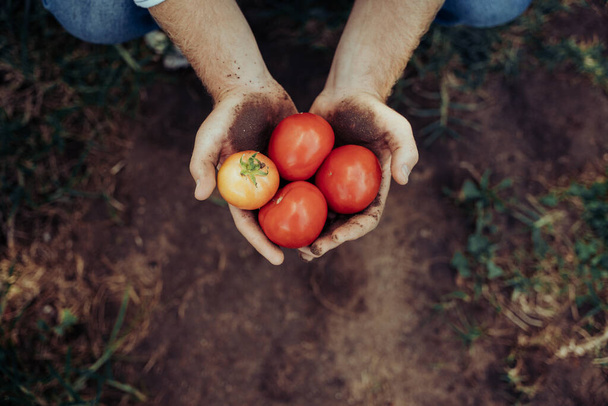 Κοντινό πλάνο καυκάσιο αρσενικό εκμετάλλευση πρόσφατα συγκομίζονται κόκκινες ντομάτες στα χέρια  - Φωτογραφία, εικόνα