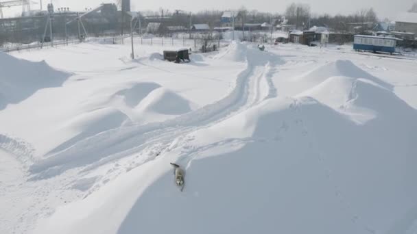 Letecký pohled na legračního hravého psa s šedou kožešinovou kůrou a vrtí dlouhým chlupatým ocasem na bílém sněhu. Klip. Pes chránící průmyslovou městskou zónu a štěkající na drona. - Záběry, video