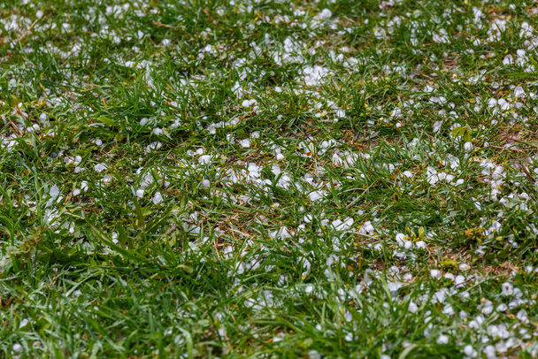 Град белого льда на зеленой траве после летней бури - Фото, изображение