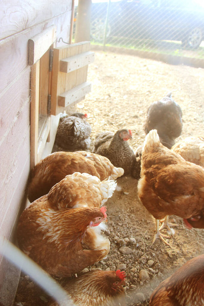 Farm hens in yard. Selective focus. Antibiotic free and hormone free farming, natural farming concept - Photo, Image