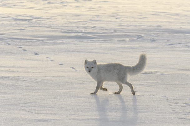 Happy arctic fox in winter tundra. Funny arctic fox. - Photo, Image