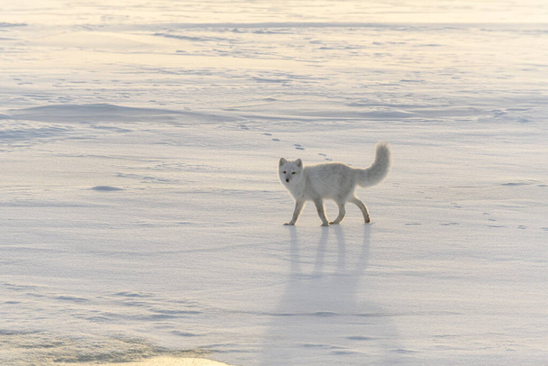 Glücklicher Polarfuchs in der winterlichen Tundra. Lustiger Polarfuchs. - Foto, Bild
