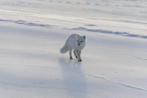 Άγρια αρκτική αλεπού (Vulpes Lagopus) στην τούνδρα το χειμώνα. - Φωτογραφία, εικόνα
