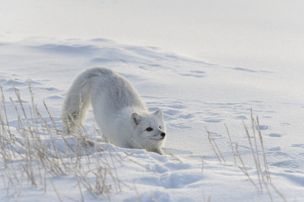 Arktischer Wildfuchs (Vulpes Lagopus) in der Tundra im Winter. - Foto, Bild