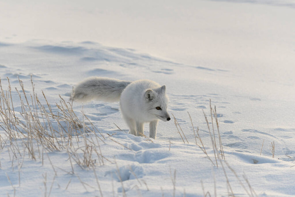 Zorro ártico salvaje (Vulpes Lagopus) en tundra en invierno. - Foto, imagen
