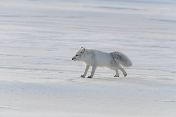 Wild arctic fox (Vulpes Lagopus) in tundra in winter time. - Photo, Image