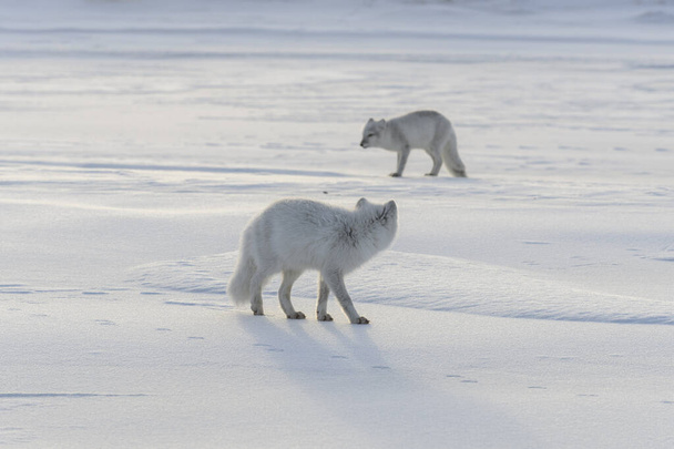 Twee jonge poolvossen (Vulpes Lagopus) in wilde toendra. Arctische vos speelt. - Foto, afbeelding