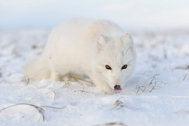Арктична лисиця (Vulpes Lagopus) в зимовий час в сибірській тундрі з промисловим минулим.. - Фото, зображення