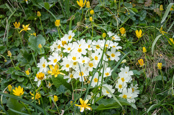 Vaaleankeltainen villiruusu, Primula vulgaris, kasvaa ruohomaisella rannalla, jossa on kirkkaampi keltainen vähemmän celandines Ficaria verna - Valokuva, kuva