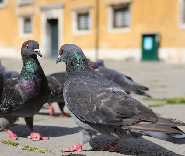 many pigeons in the European city square looking for bread crumbs - Foto, Imagen