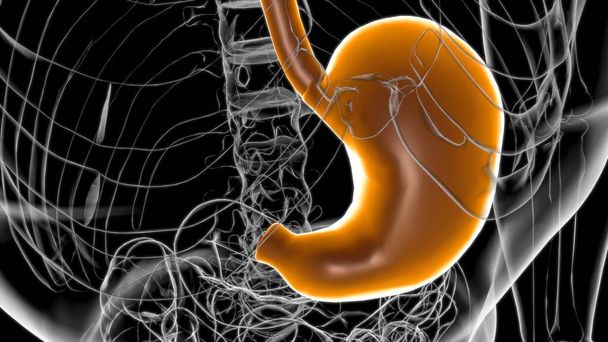 Sistema digestivo humano de la anatomía estomacal para la ilustración 3D del concepto médico - Foto, Imagen