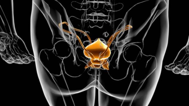 Férfi reproduktív rendszer anatómia orvosi koncepció 3D illusztráció - Fotó, kép
