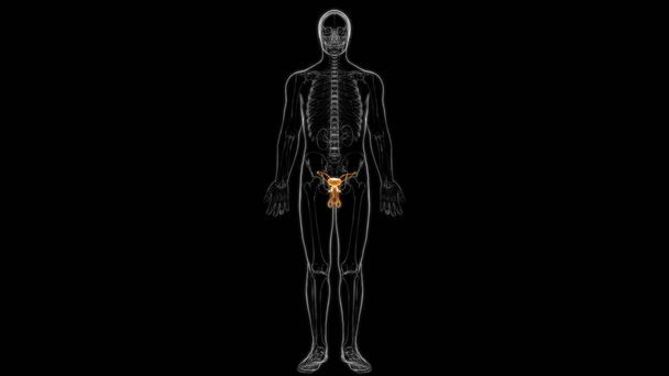 Mužská reprodukční systém anatomie pro lékařské koncepce 3D ilustrace - Fotografie, Obrázek