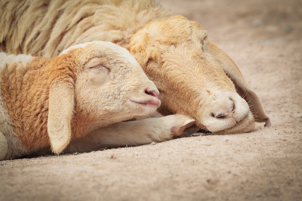 Pequeno Cordeiro com Mãe ovelha dormindo
 - Foto, Imagem